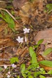 Carolina springbeauty, Claytonia caroliniana