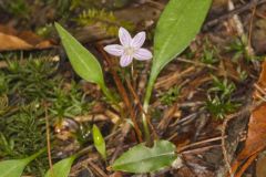 Carolina Springbeauty, Claytonia caroliniana