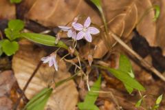Carolina Springbeauty, Claytonia caroliniana