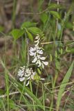 Carolina Vetch, Vicia caroliniana