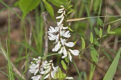 Carolina Vetch