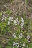 Carolina Vetch, Vicia caroliniana