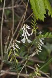 Carolina Vetch, Vicia caroliniana