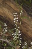 Carolina Vetch, Vicia caroliniana