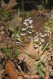 Carolina Vetch, Vicia caroliniana