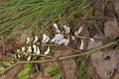 Carolina Vetch, Vicia caroliniana