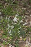 Carolina Vetch, Vicia caroliniana