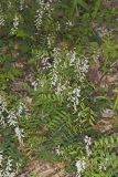 Carolina Vetch, Vicia caroliniana