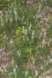 Carolina Vetch, Vicia caroliniana