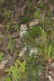 Carolina Vetch, Vicia caroliniana