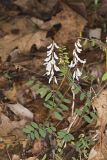 Carolina Vetch, Vicia caroliniana