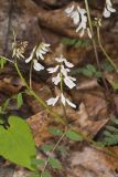 Carolina Vetch, Vicia caroliniana