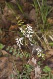 Carolina Vetch, Vicia caroliniana