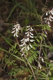 Carolina Vetch, Vicia caroliniana