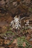 Carolina Vetch, Vicia caroliniana