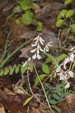 Carolina Vetch, Vicia caroliniana