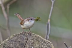 Carolina Wren, Thryothorus ludovicianus