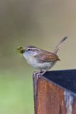 Carolina Wren, Thryothorus ludovicianus