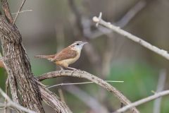 Carolina Wren, Thryothorus ludovicianus