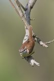 Carolina Wren, Thryothorus ludovicianus