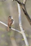 Carolina Wren, Thryothorus ludovicianus