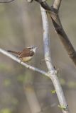 Carolina Wren, Thryothorus ludovicianus