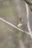 Carolina Wren, Thryothorus ludovicianus