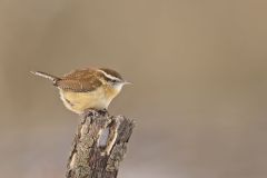 Carolina Wren, Thryothorus ludovicianus
