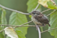 Carolina Wren, Thryothorus ludovicianus