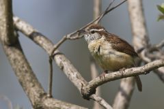 Carolina Wren, Thryothorus ludovicianus