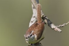 Carolina Wren, Thryothorus ludovicianus