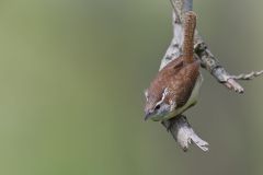 Carolina Wren, Thryothorus ludovicianus