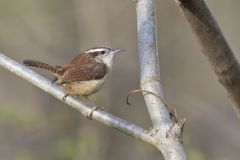 Carolina Wren, Thryothorus ludovicianus