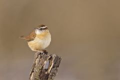Carolina Wren, Thryothorus ludovicianus