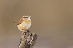 Carolina Wren, Thryothorus ludovicianus