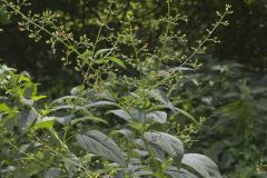 Carpenter's Square, Scrophularia marilandica