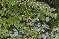 Carpenter's Square, Scrophularia marilandica