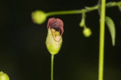 Carpenter's Square, Scrophularia marilandica