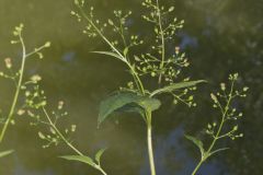 Carpenter's Square, Scrophularia marilandica