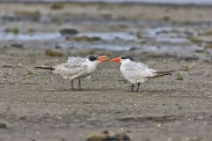 Caspian Tern, Hydroprogne caspia