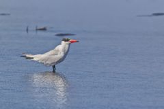 Caspian Tern, Hydroprogne caspia