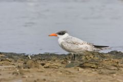 Caspian Tern, Hydroprogne caspia