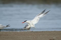 Caspian Tern, Hydroprogne caspia