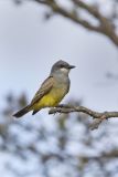 Cassin's Kingbird, Tyrannus vociferans