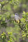 Cassin's Kingbird, Tyrannus vociferans