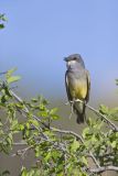 Cassin's Kingbird, Tyrannus vociferans