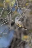 Cassin's Kingbird, Tyrannus vociferans