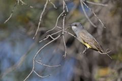 Cassin's Kingbird, Tyrannus vociferans