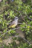 Cassin's Kingbird, Tyrannus vociferans