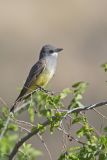 Cassin's Kingbird, Tyrannus vociferans